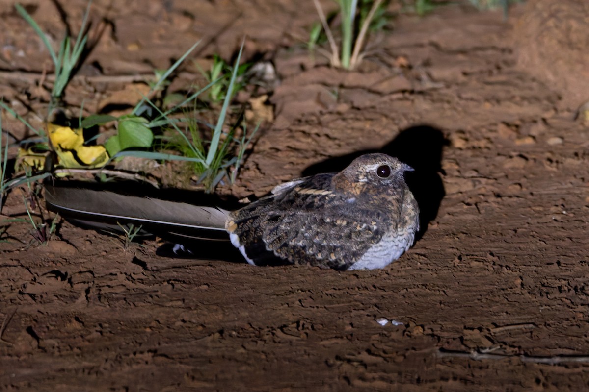 Pennant-winged Nightjar - ML622410837