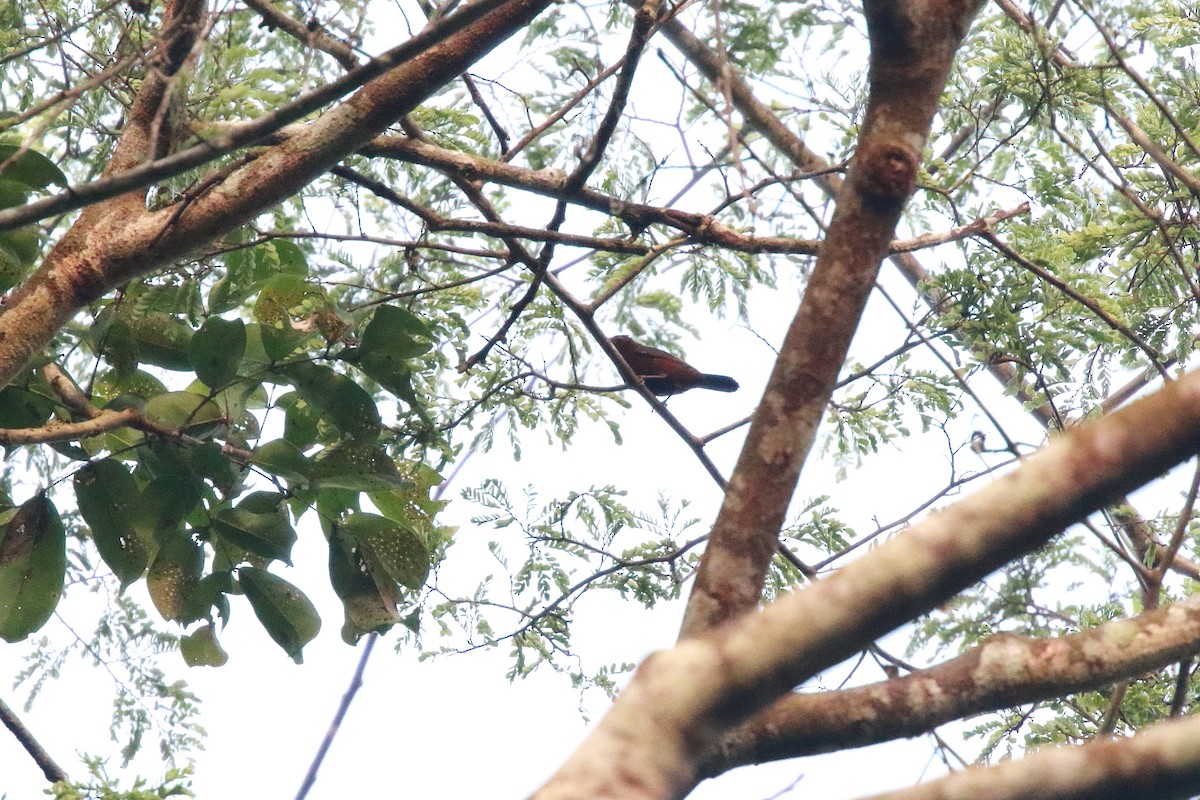 Chestnut-breasted Nigrita - ML622410852