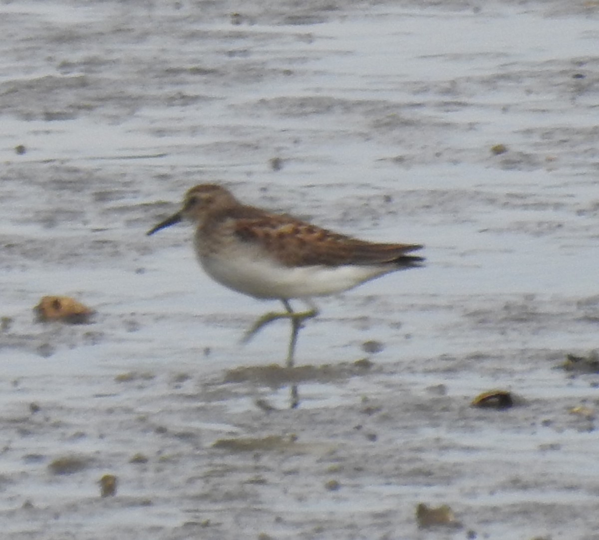 Least Sandpiper - ML622410883