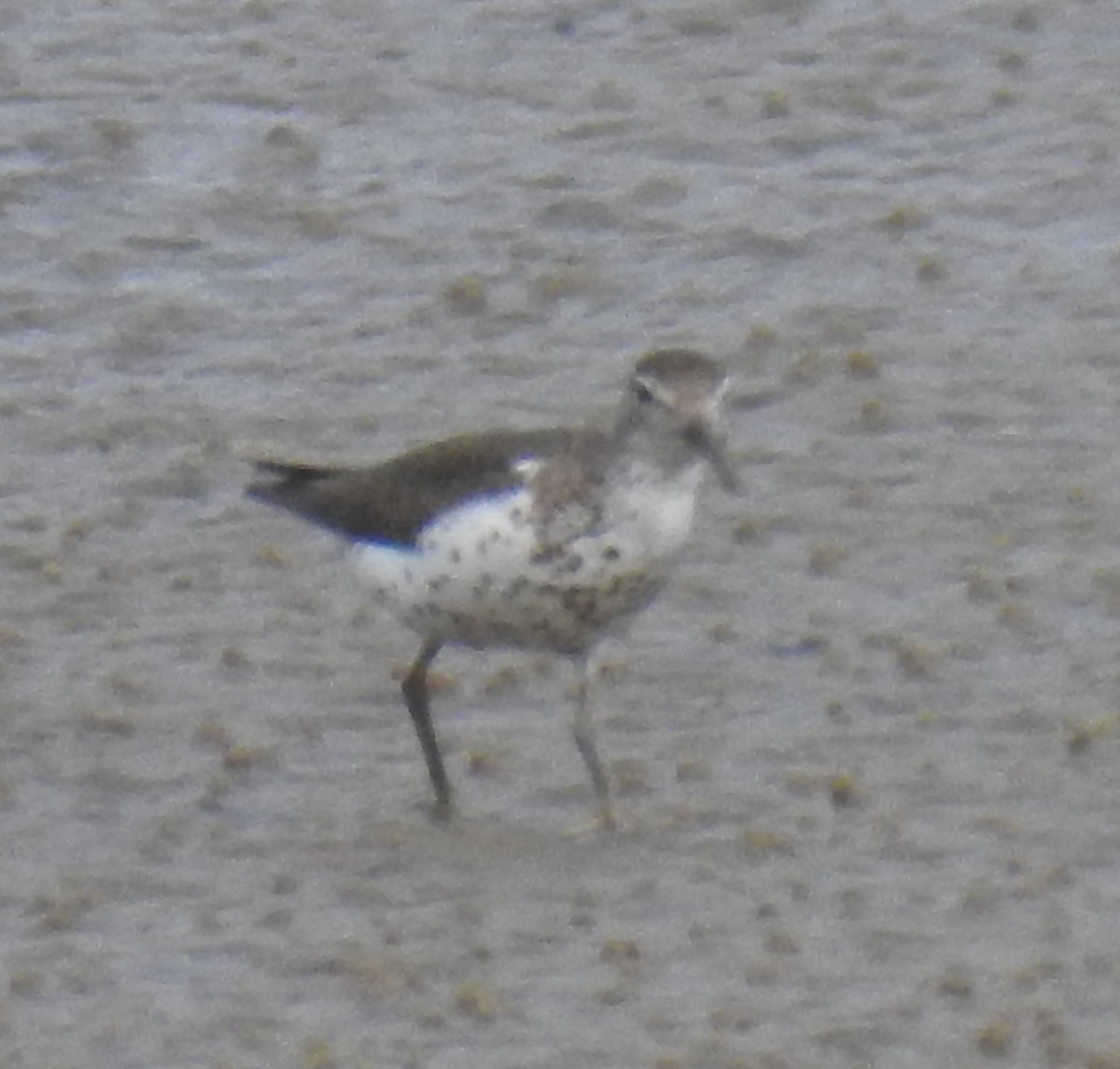 Spotted Sandpiper - Harry Colestock