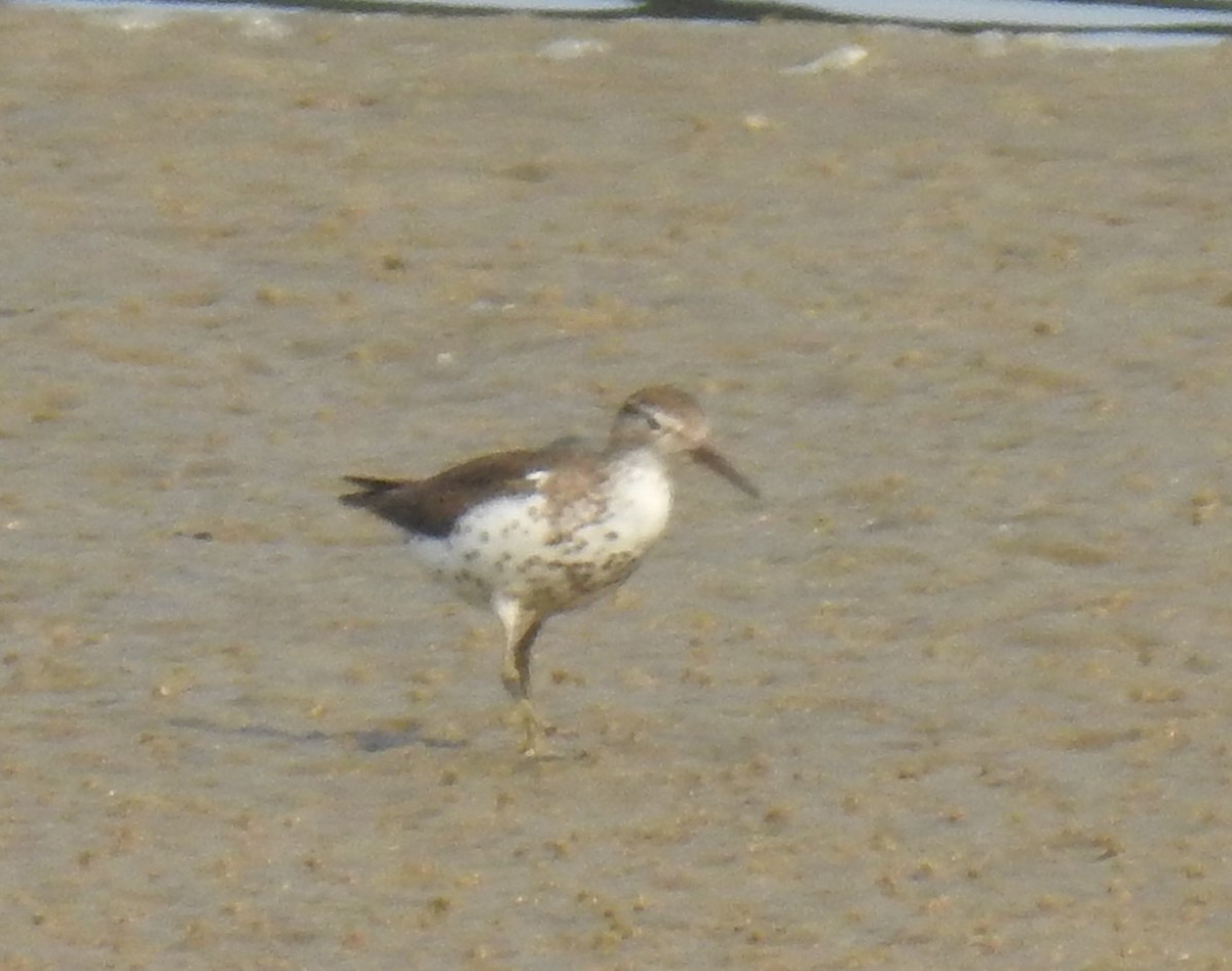 Spotted Sandpiper - ML622410895