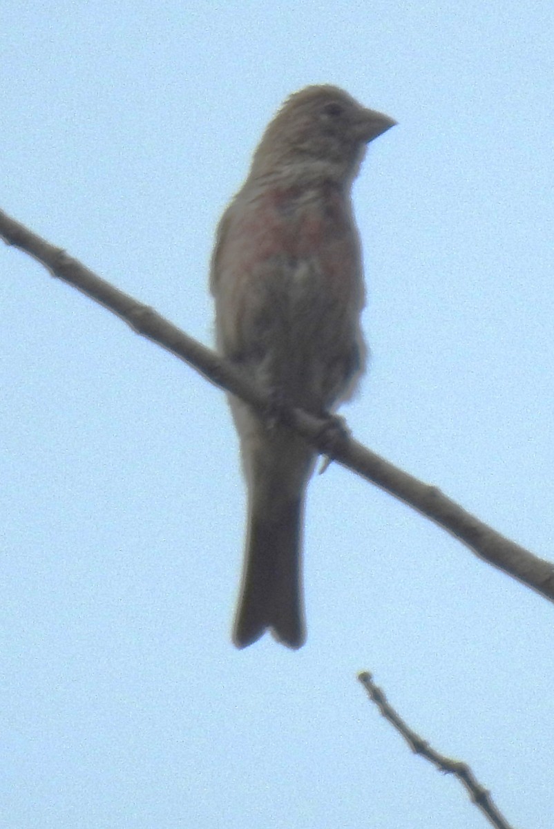 Blue Grosbeak - ML622410937