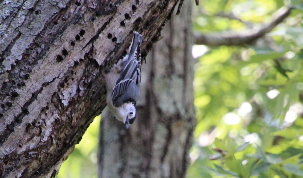 White-breasted Nuthatch - ML622410966