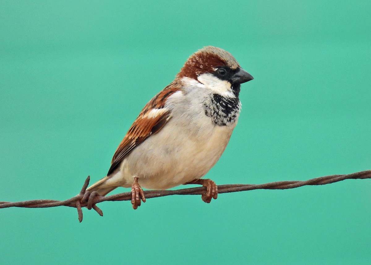 House Sparrow - ML622410981