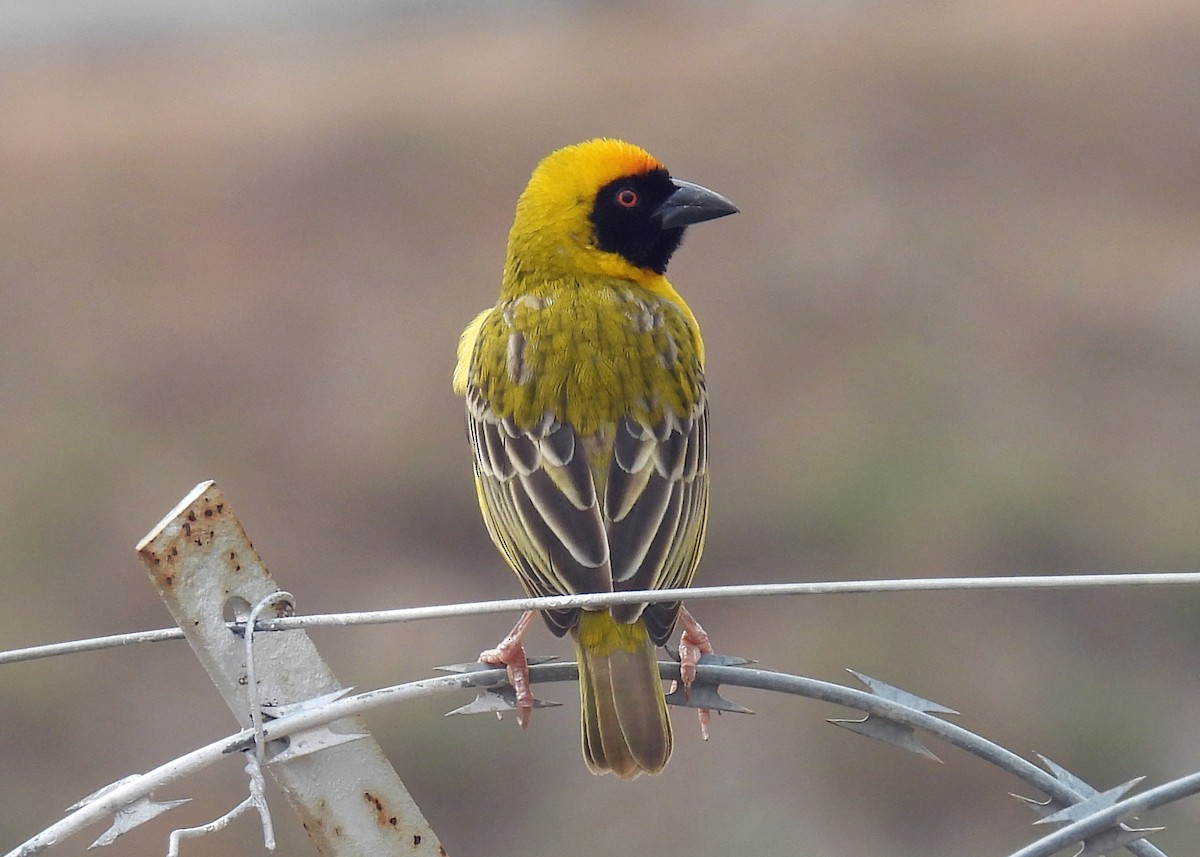 Southern Masked-Weaver - ML622410983