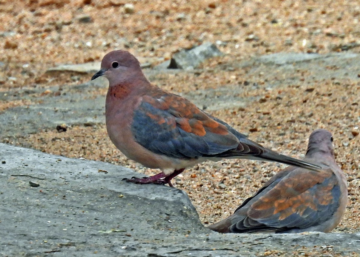 Laughing Dove - ML622411017