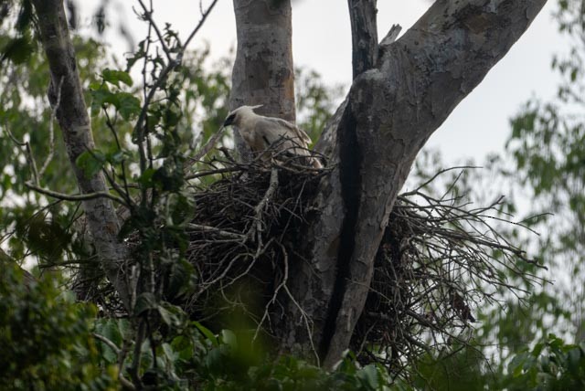 Crested Eagle - ML622411174