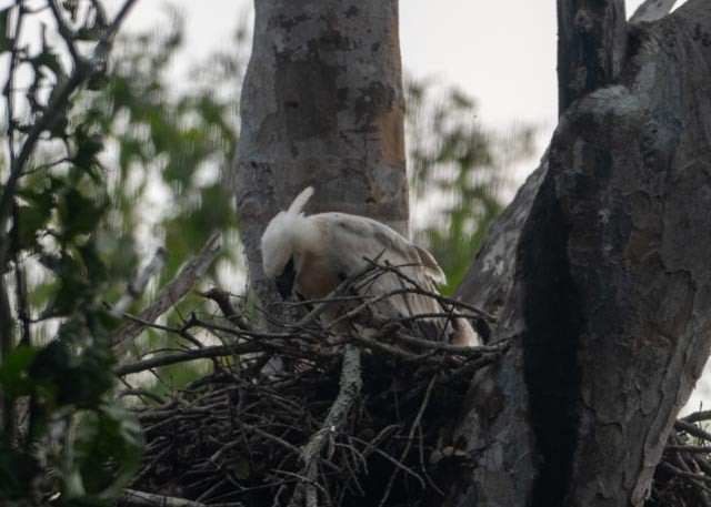 Crested Eagle - ML622411175