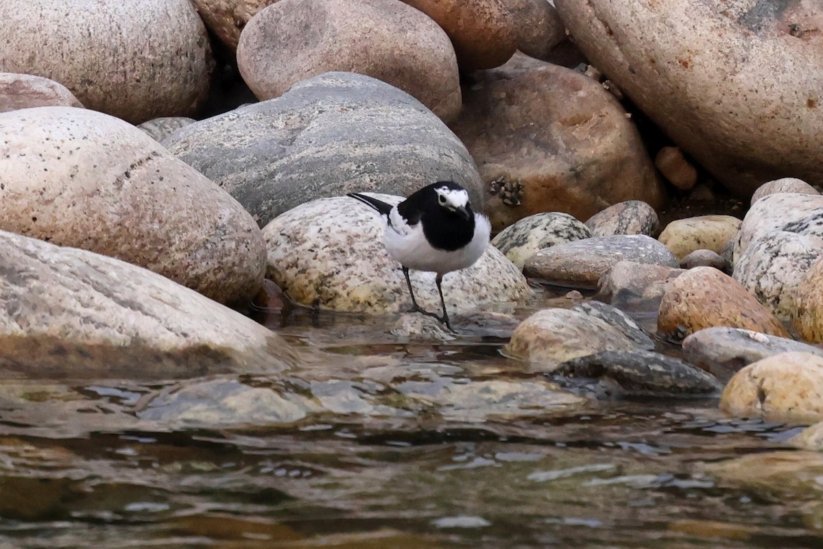 White Wagtail (Hodgson's) - ML622411197