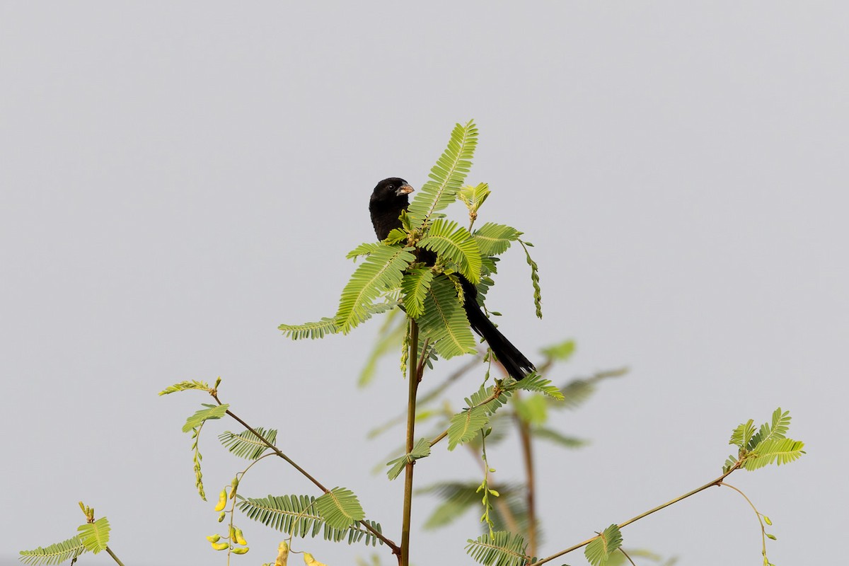 Yellow-mantled Widowbird - Steve Popple