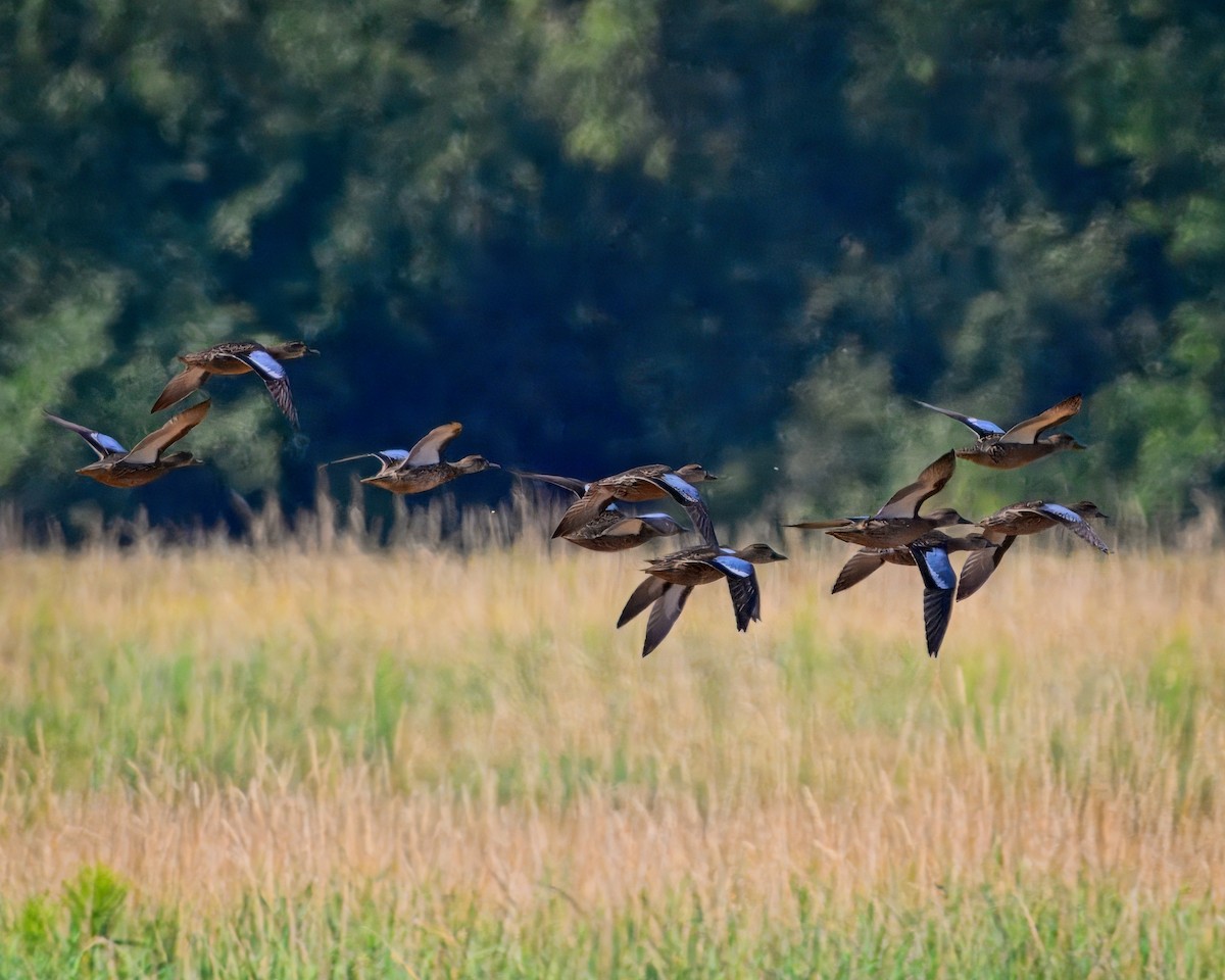 Blue-winged Teal - ML622411291