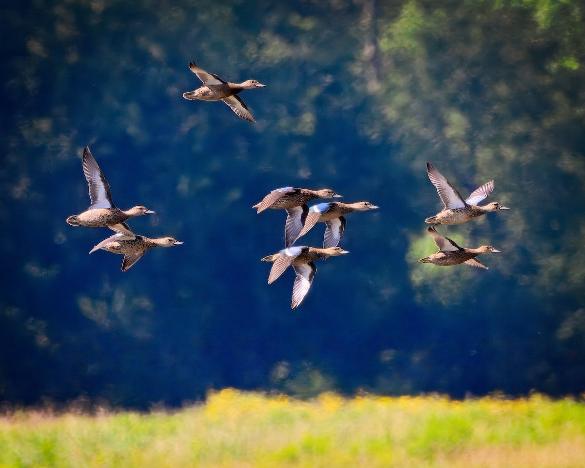 Blue-winged Teal - ML622411292