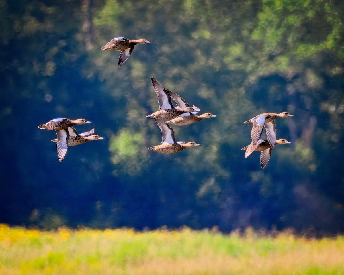 Blue-winged Teal - ML622411293