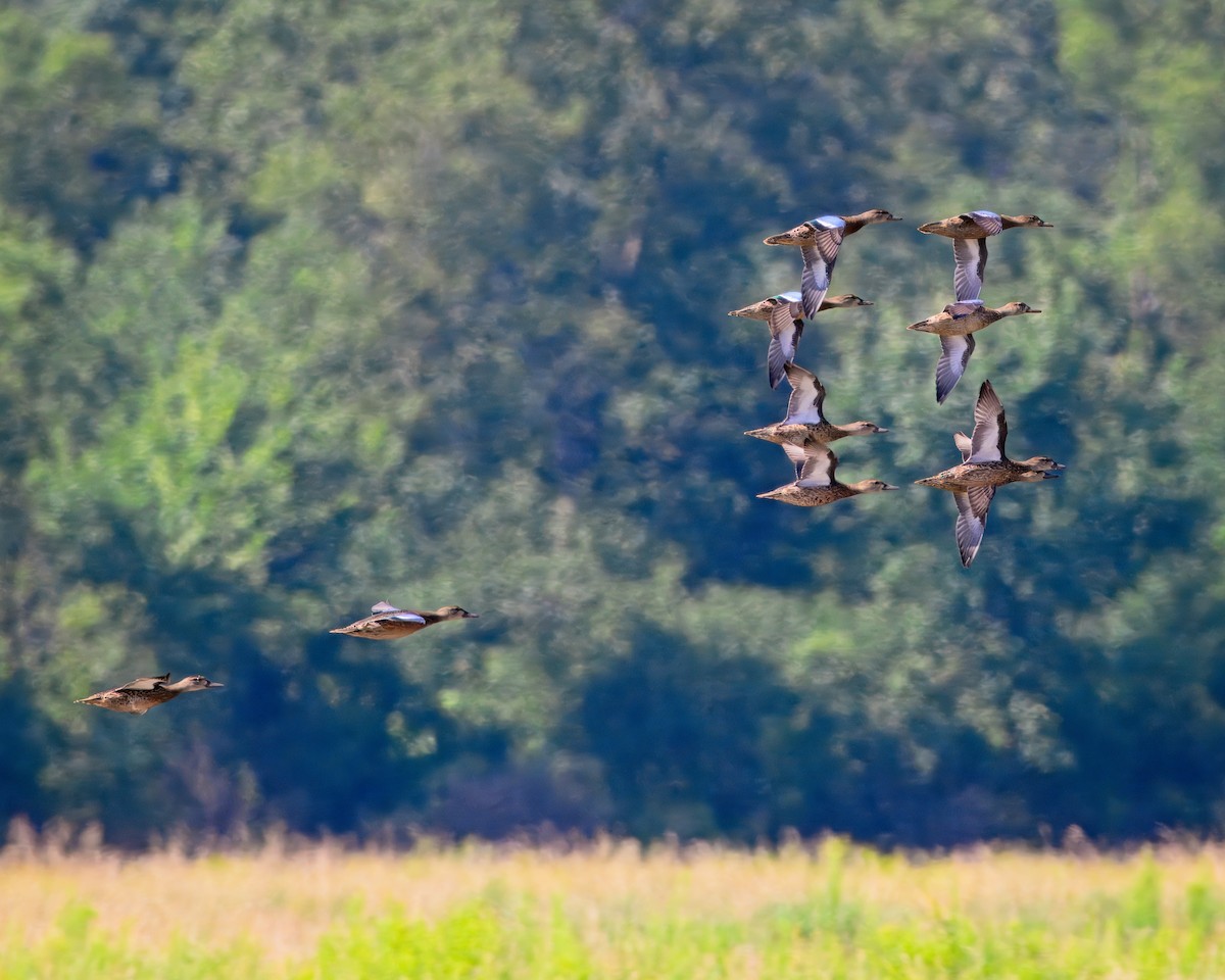 Blue-winged Teal - Jeffrey Greene