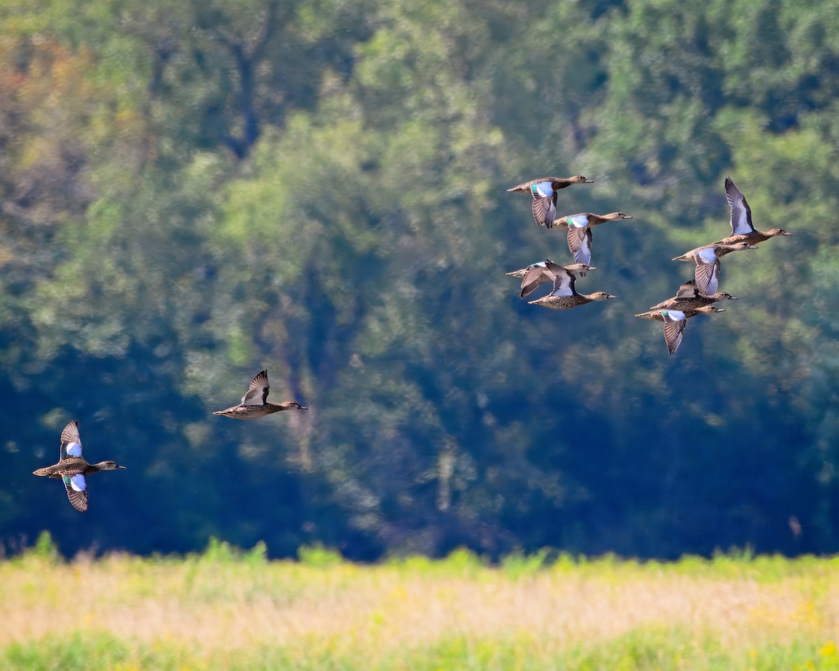 Blue-winged Teal - ML622411296