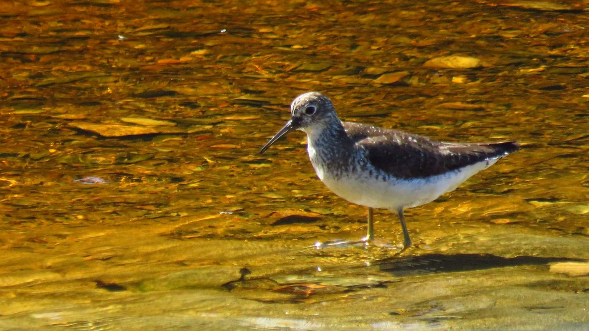 Solitary Sandpiper - ML622411454