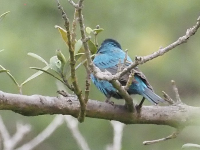 Indigo Bunting - ML622411572