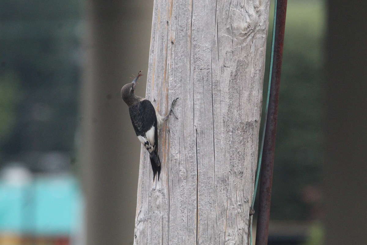 Red-headed Woodpecker - George Dokes