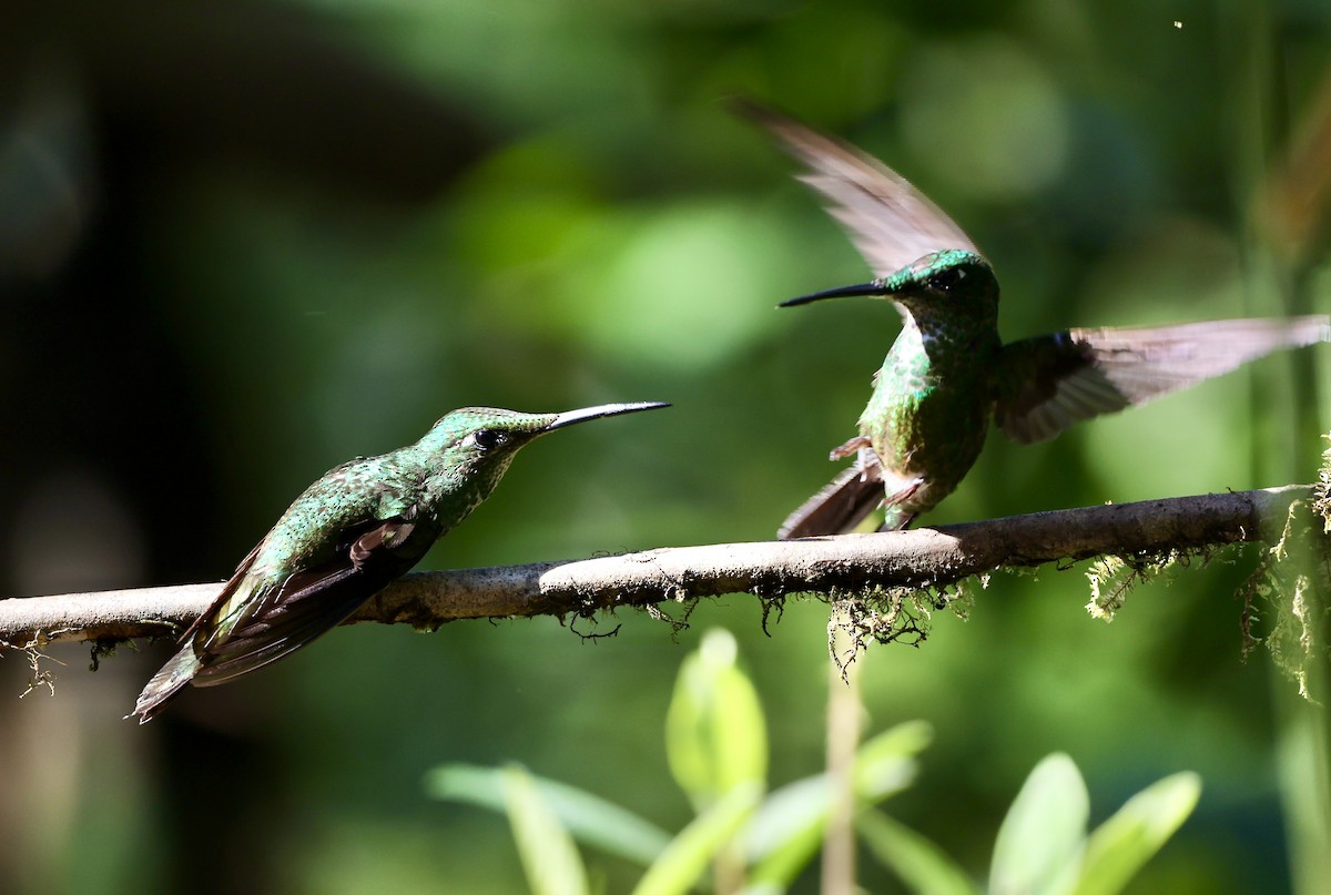 Green-crowned Brilliant - ML622411719