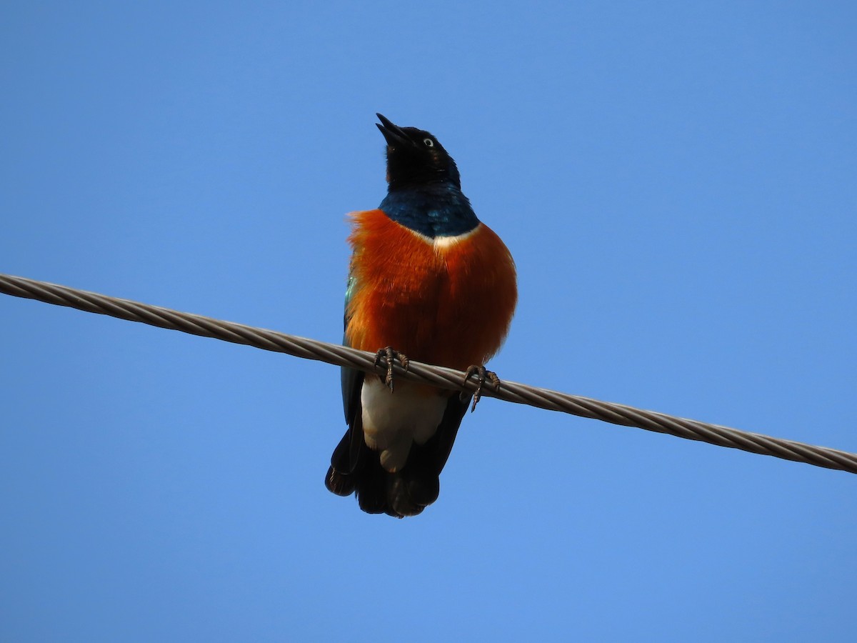 Superb Starling - ML622411720