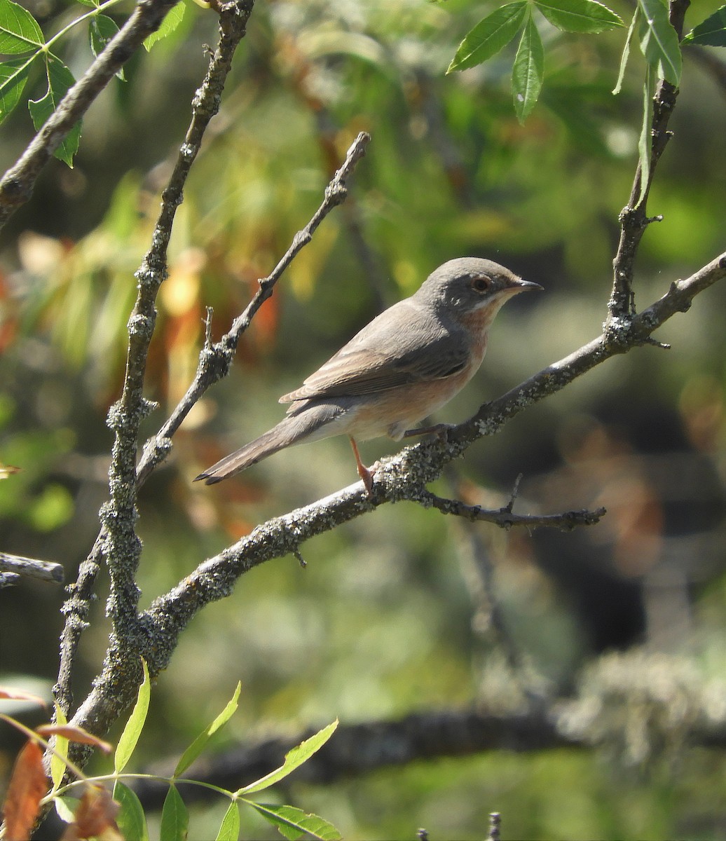 Western Subalpine Warbler - ML622411764