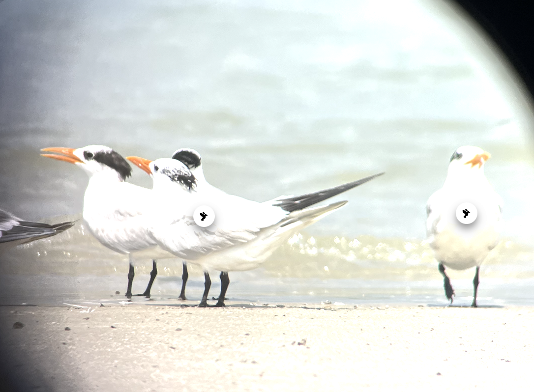 Royal Tern - ML622412124