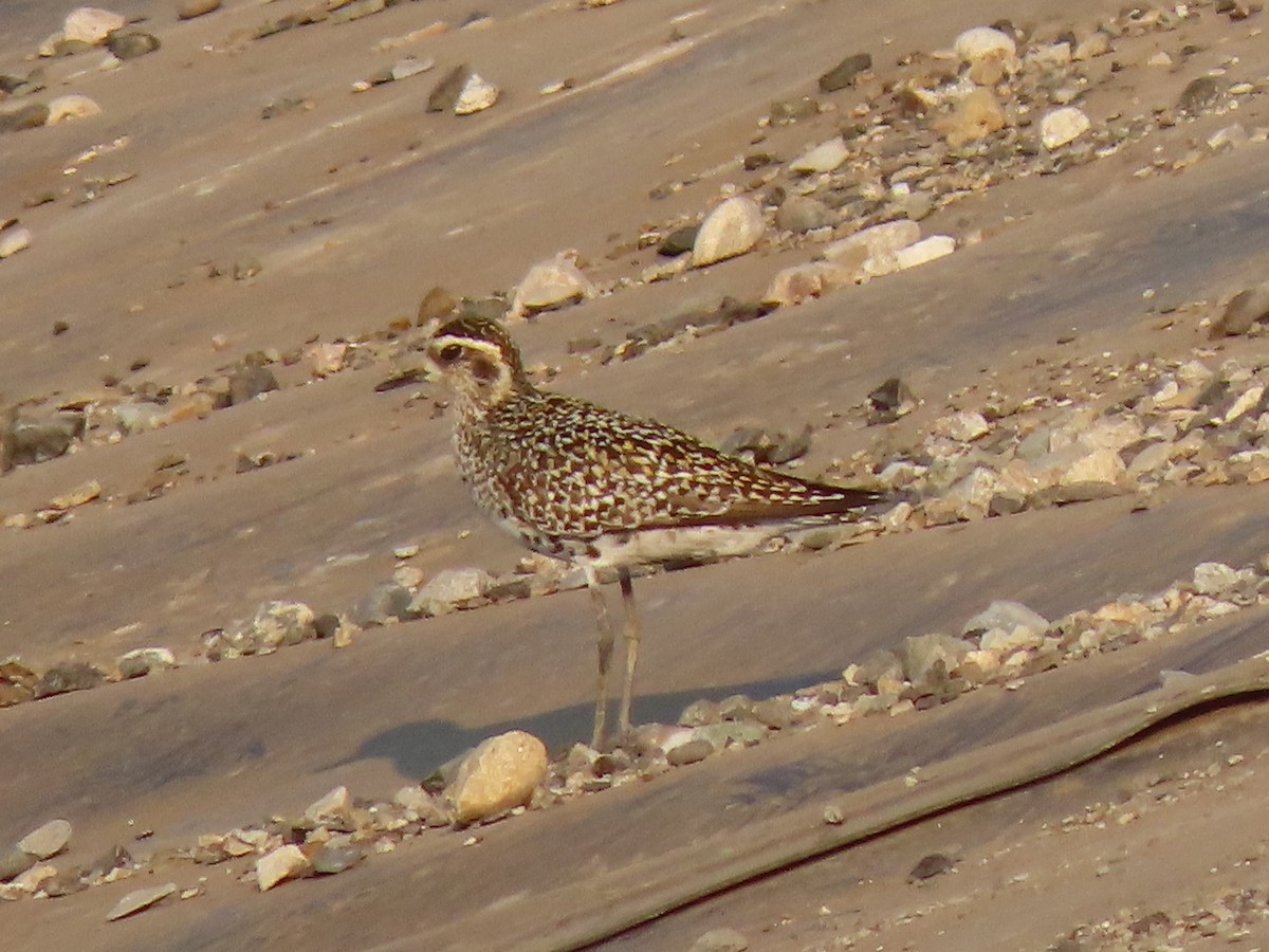 Chorlito Dorado Americano - ML622412137