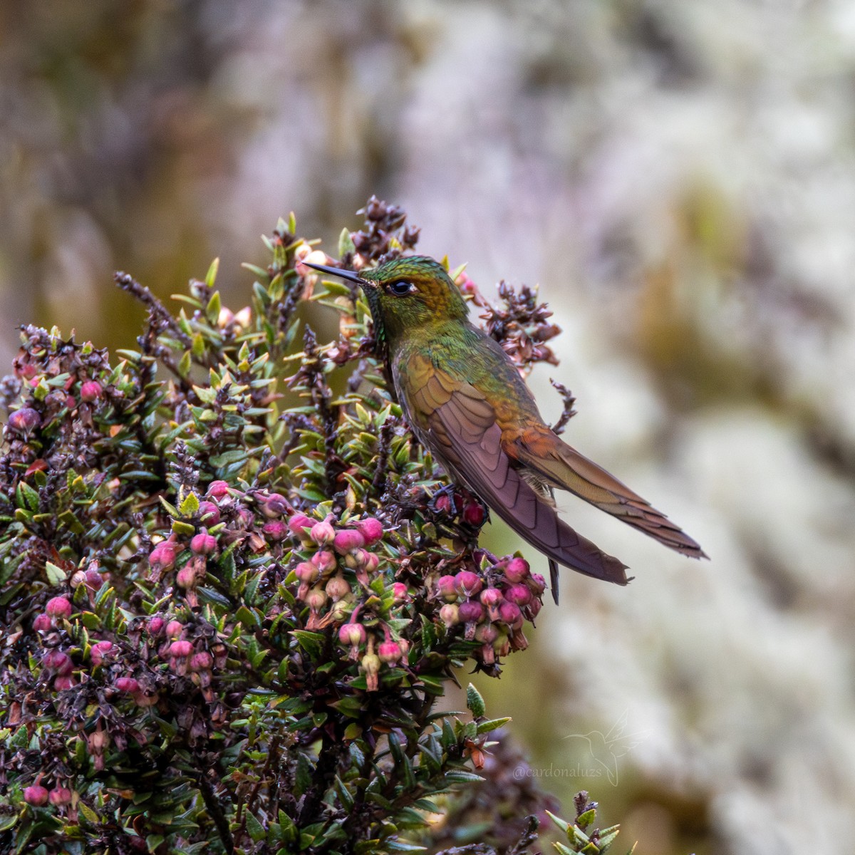 Bronze-tailed Thornbill - ML622412148