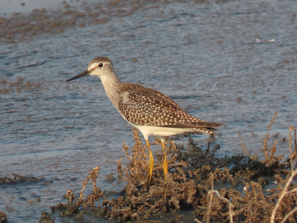 Lesser Yellowlegs - ML622412157