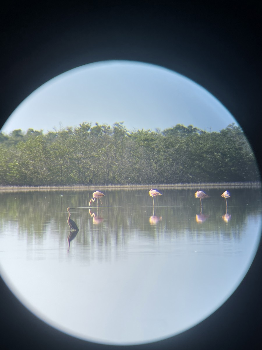 American Flamingo - ML622412173