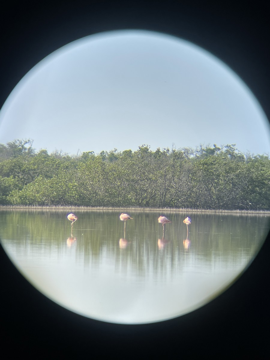 American Flamingo - ML622412174