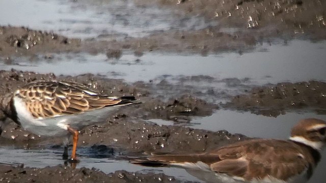 Ruddy Turnstone - ML622412201