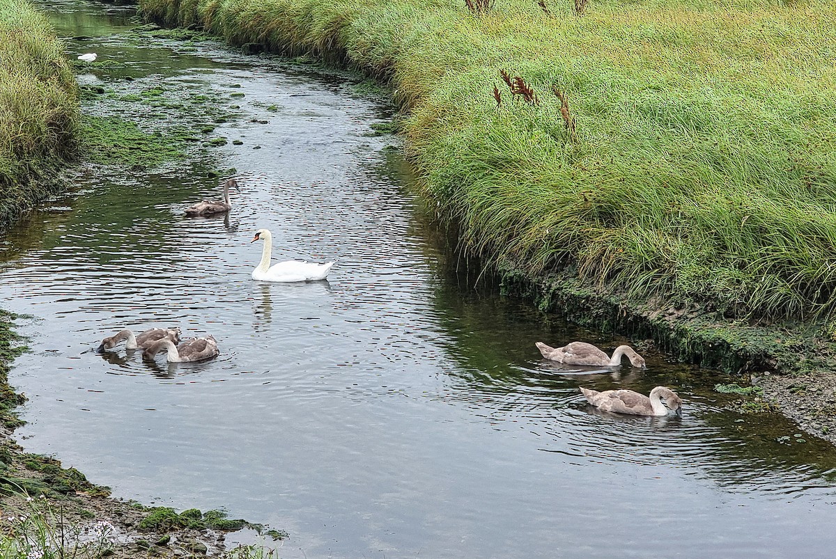 Mute Swan - ML622412241
