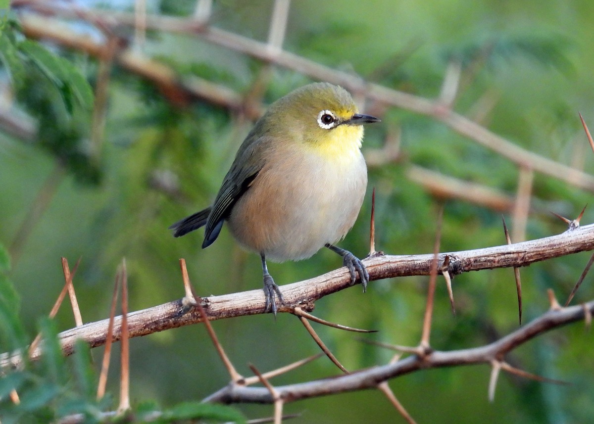 Orange River White-eye - ML622412282