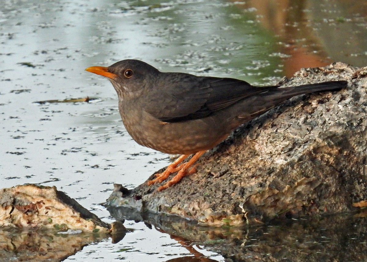 Karoo Thrush - ML622412335