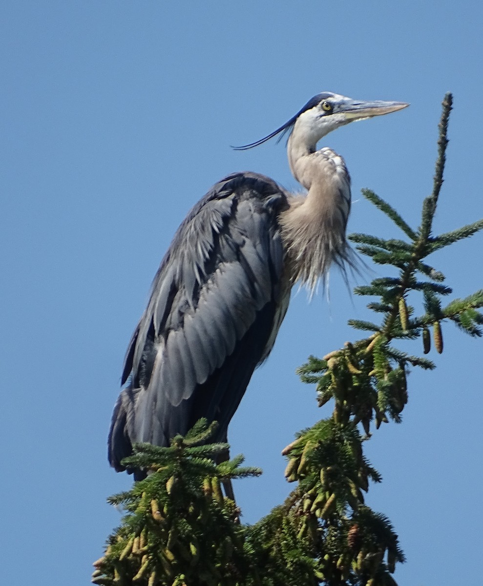 Garza Azulada - ML622412369