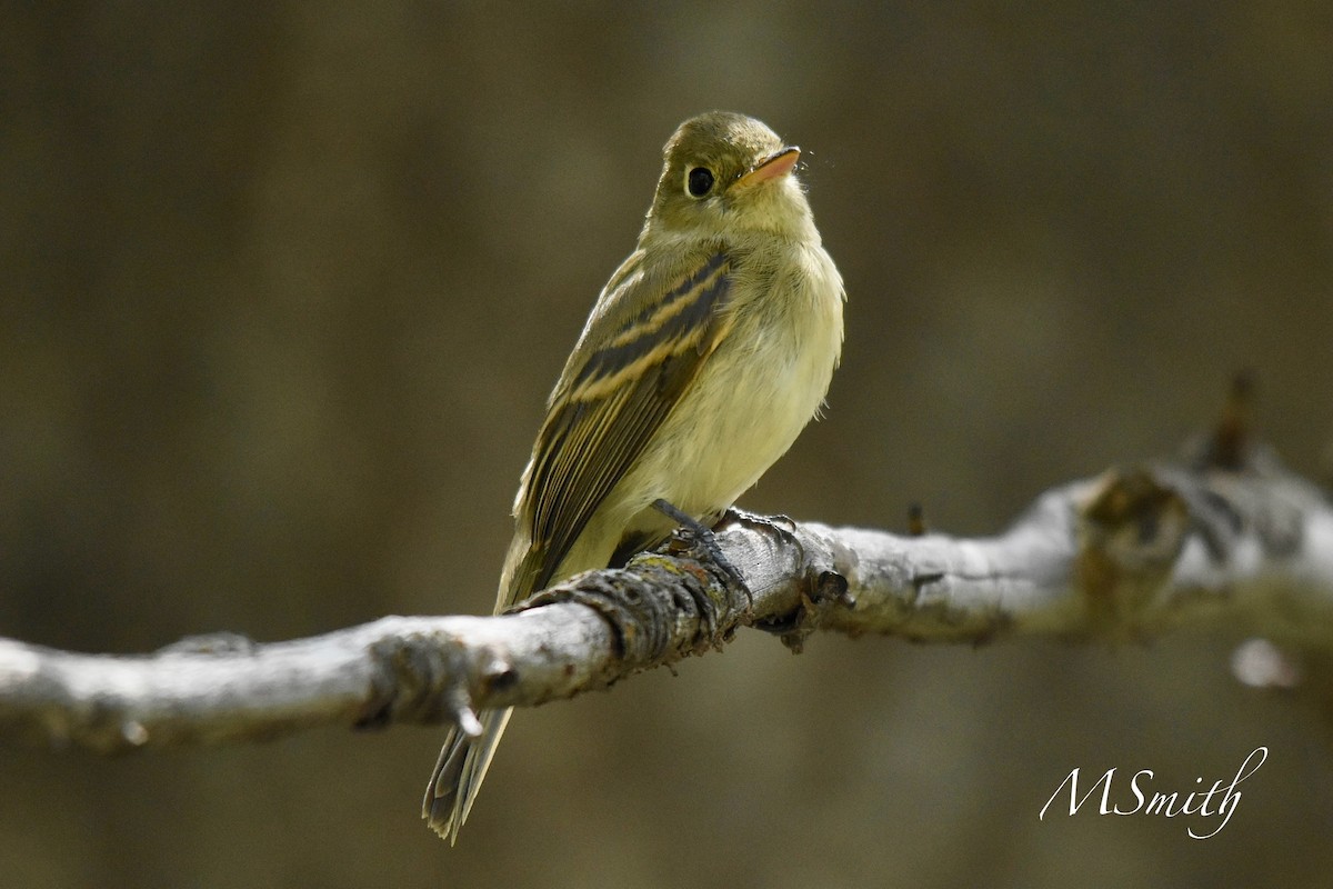 Western Flycatcher (Cordilleran) - ML622412378