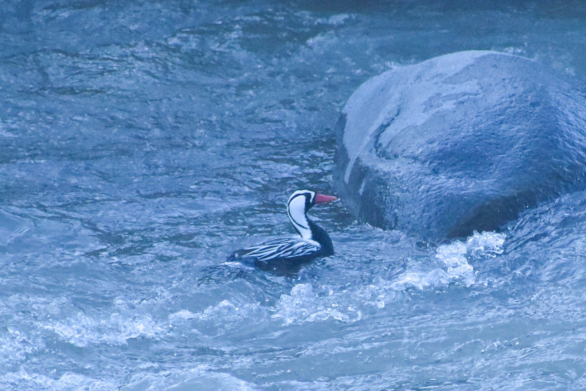 Torrent Duck - Víctor Hugo Sarabia Sánchez