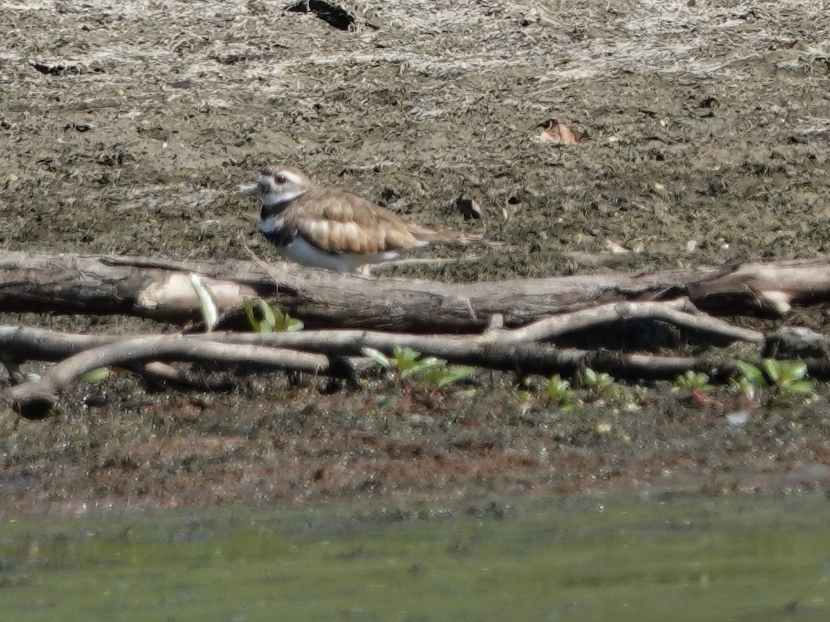 Killdeer - Lottie Bushmann