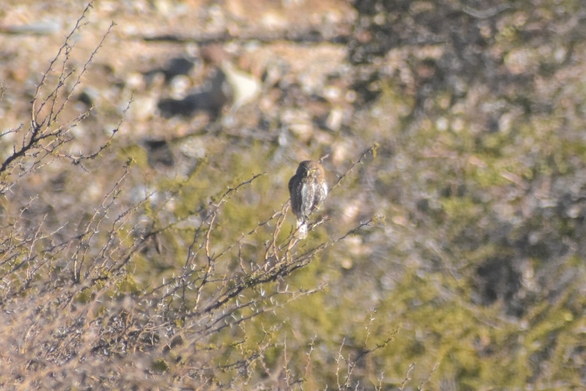 Austral Pygmy-Owl - ML622412706