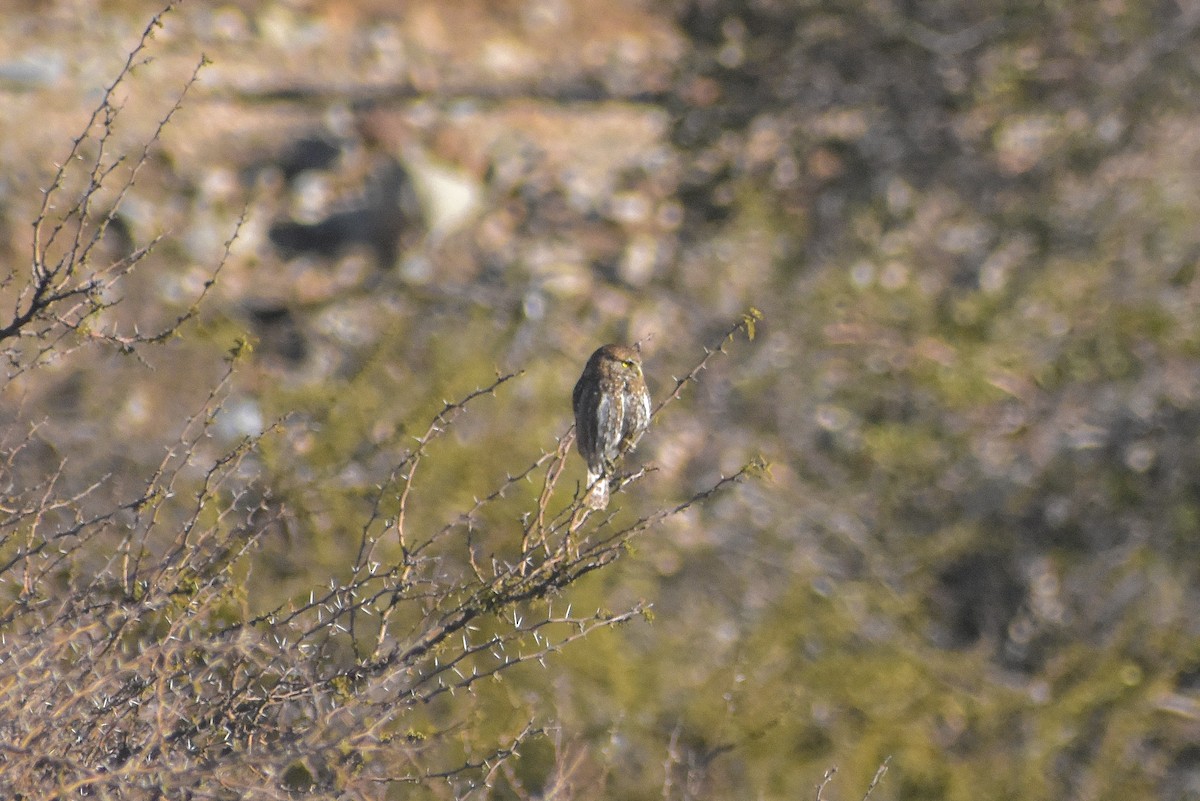 Austral Pygmy-Owl - ML622412707