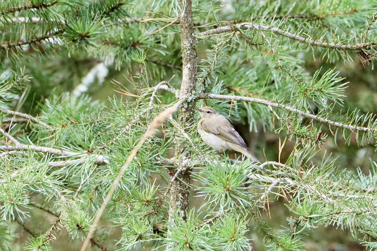 Common Chiffchaff - ML622412779