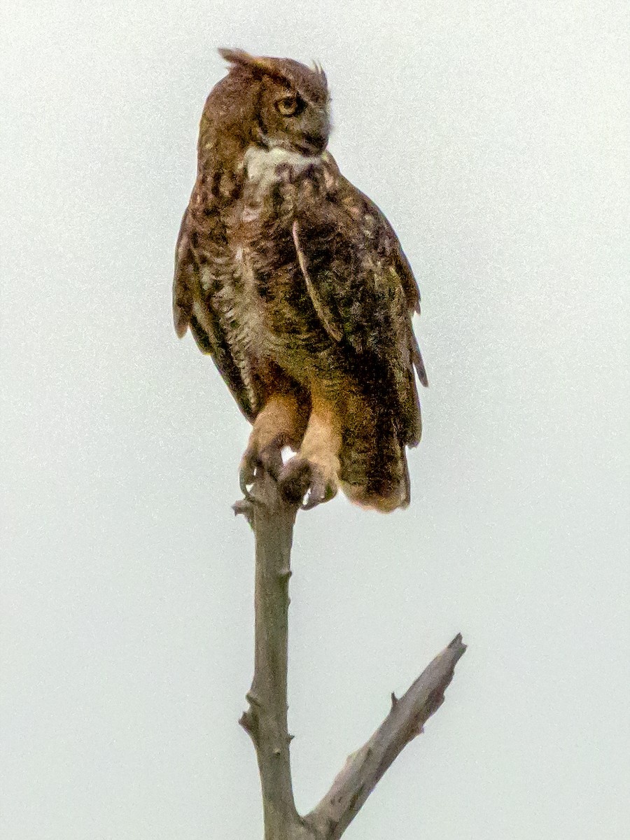 Great Horned Owl - ML622412868