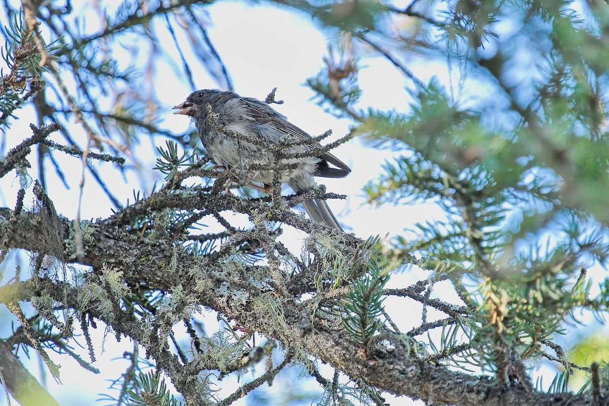 Junco Ojioscuro - ML622412933