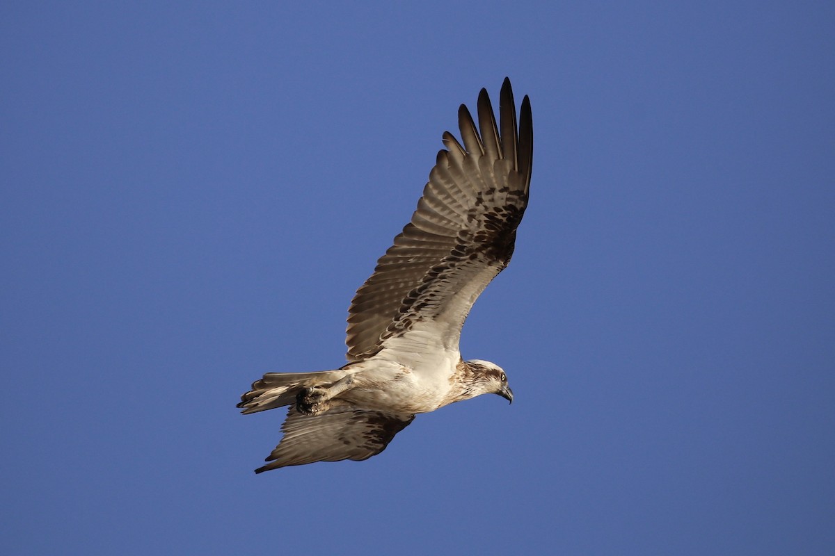 Balbuzard pêcheur (cristatus) - ML622412941