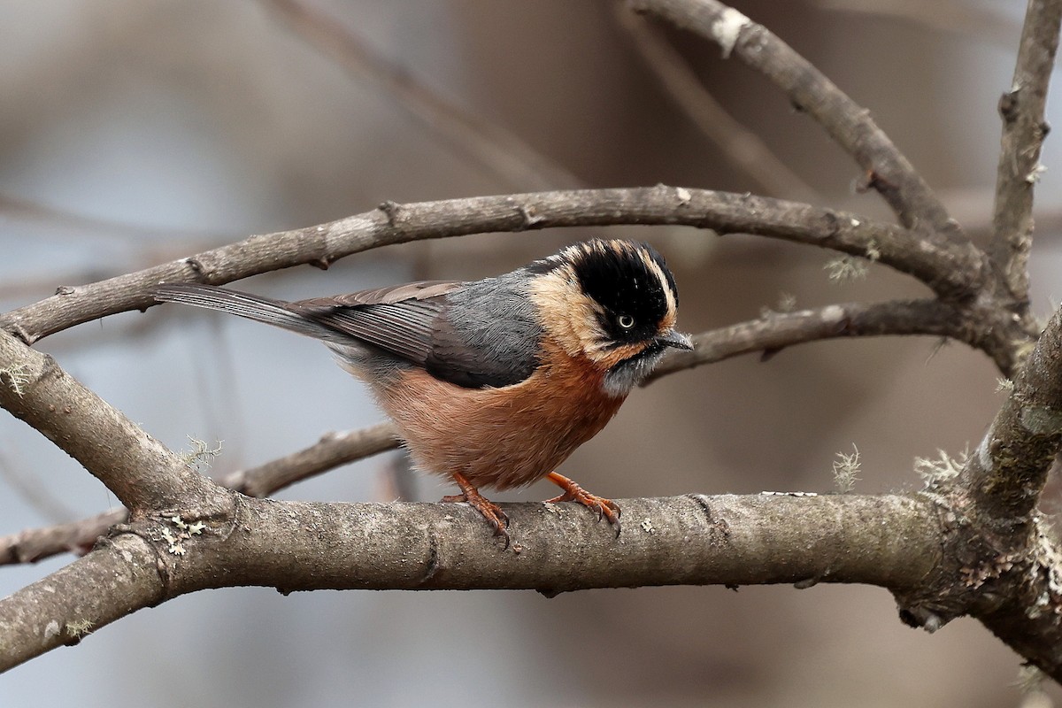 Black-browed Tit (Rufous-fronted) - ML622412985