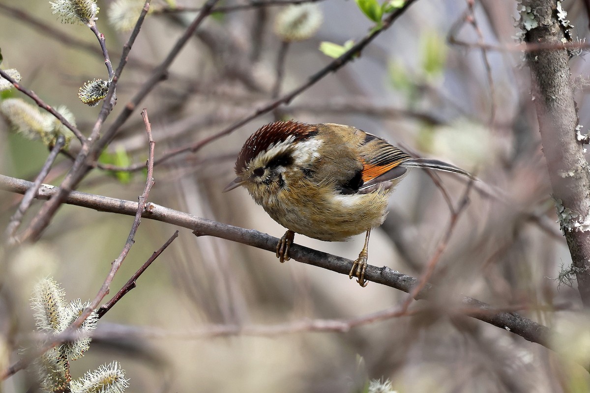 Rufous-winged Fulvetta - ML622413018