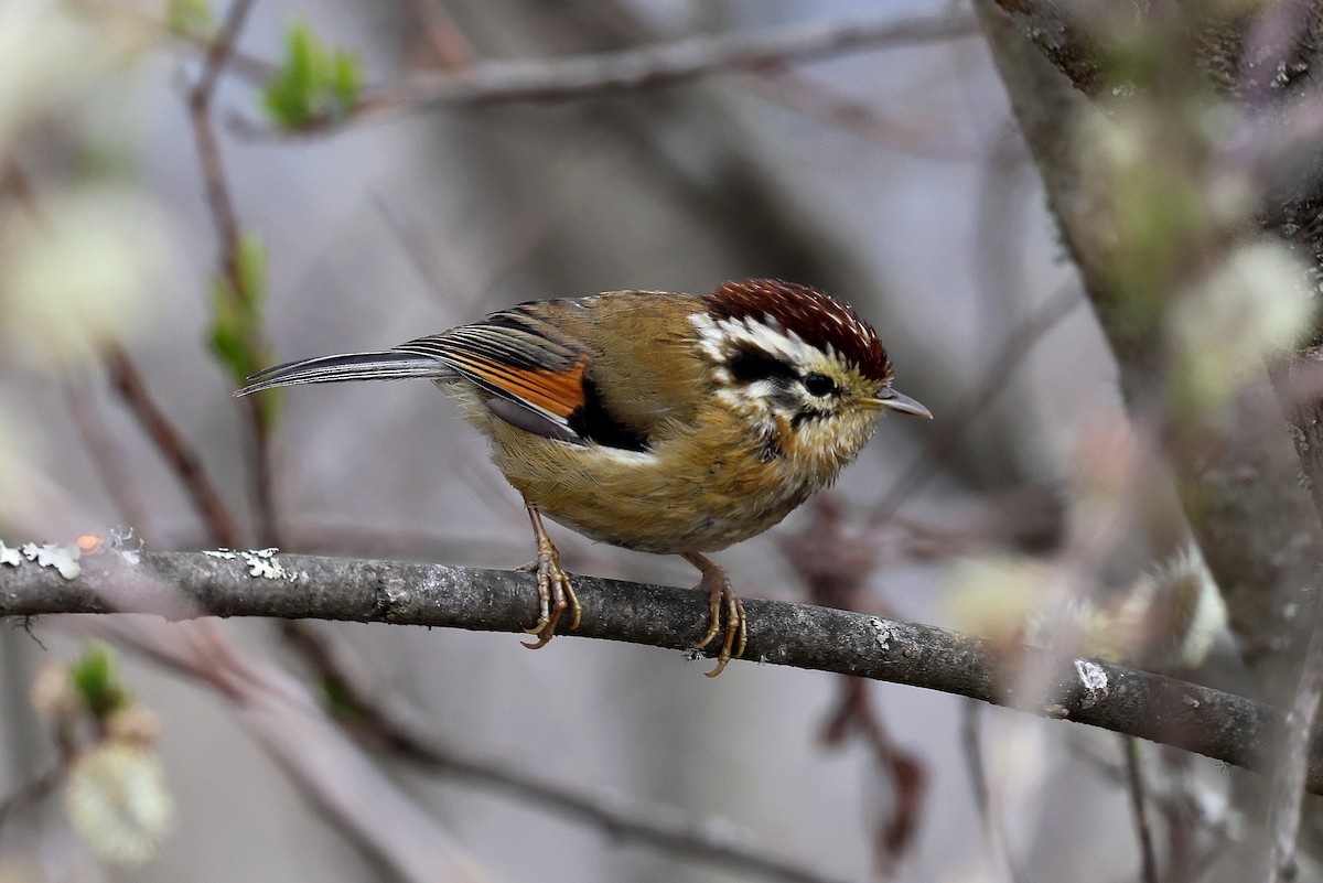 Rufous-winged Fulvetta - ML622413024