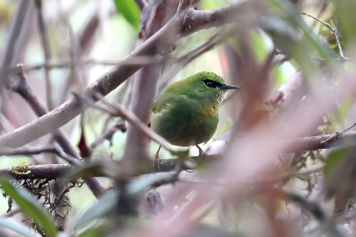 Fire-tailed Myzornis - Stephen Gast