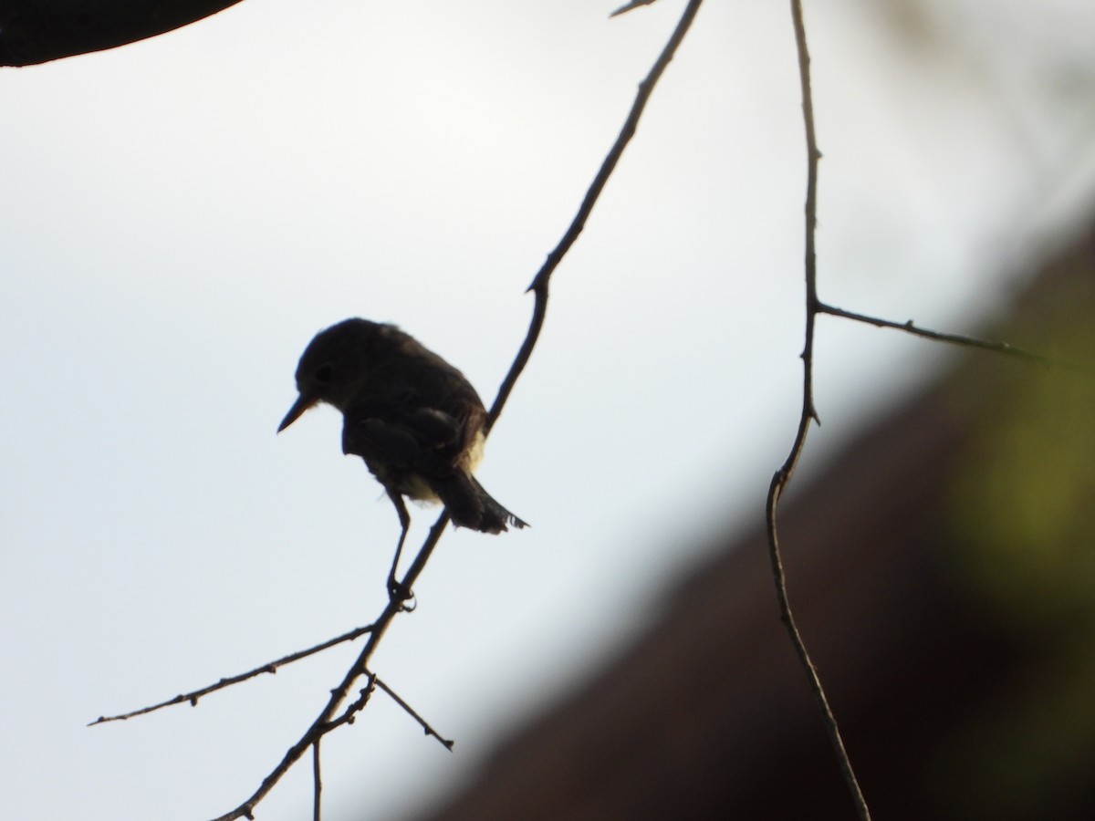 Gray Flycatcher - ML622413175